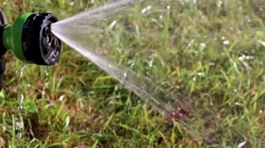 parkın bir dekorasyon olarak güzel bahçe Mor çiçek zambak