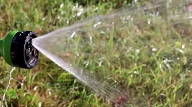 parkın bir dekorasyon olarak güzel bahçe Mor çiçek zambak