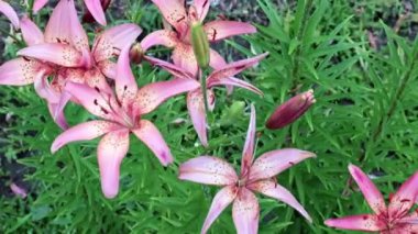 parkın bir dekorasyon olarak güzel bahçe Mor çiçek zambak