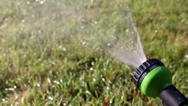 Schöner Garten Lila Blütenlilie Als Dekoration Des Parks — Stockvideo