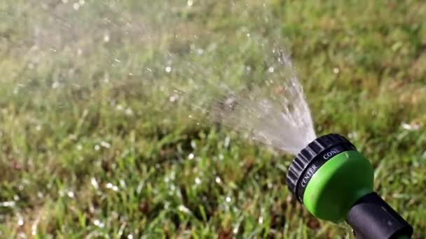 Schöner Garten Lila Blütenlilie Als Dekoration Des Parks — Stockvideo