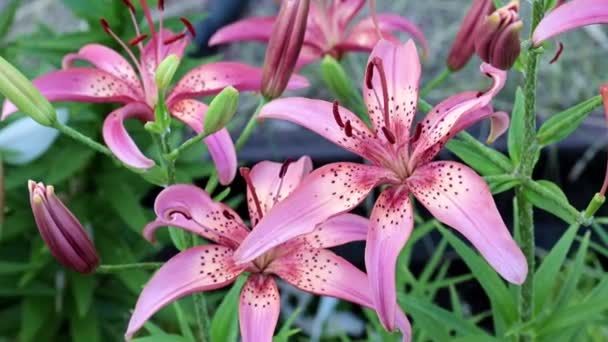 Красива Садова Фіолетова Квітка Лілія Прикраса Парку — стокове відео
