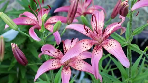 Hermoso Jardín Lirio Flor Púrpura Como Decoración Del Parque — Vídeos de Stock