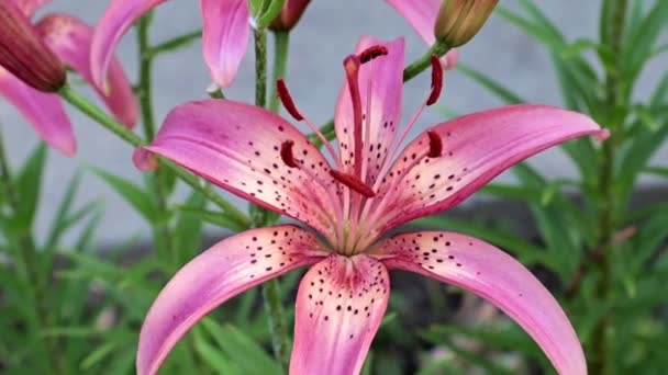 Красива Садова Фіолетова Квітка Лілія Прикраса Парку — стокове відео