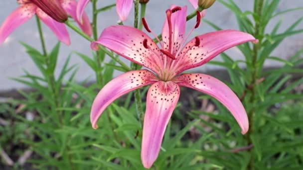 Beau Jardin Lys Fleurs Pourpres Comme Décoration Parc — Video