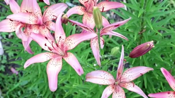 美丽的花园紫色花百合作为公园的装饰 — 图库视频影像