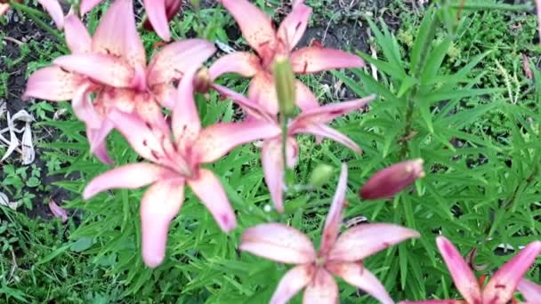 Όμορφο Κήπο Μωβ Λουλούδι Κρίνος Μια Διακόσμηση Του Πάρκου — Αρχείο Βίντεο