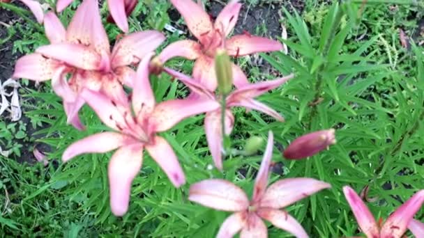 Schöner Garten Lila Blütenlilie Als Dekoration Des Parks — Stockvideo