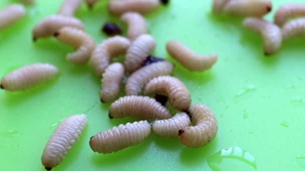 Las Larvas Que Comen Las Frutas Bayas Yacen Plato Plástico — Vídeo de stock