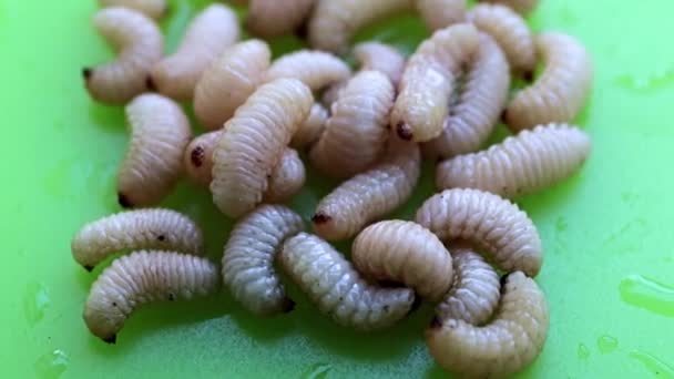 果物や果実を食べる幼虫はプラスチック板の上に横たわっている — ストック動画