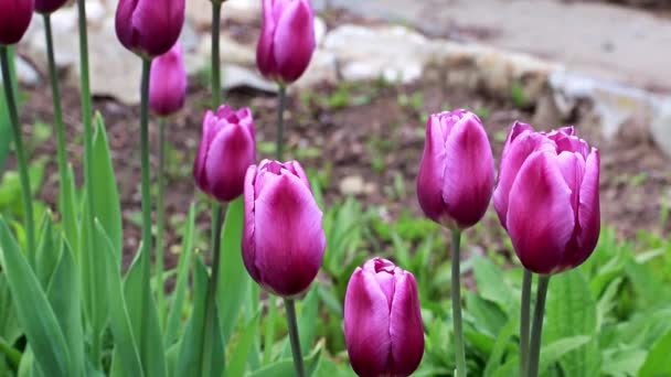 Hermosa Primavera Púrpura Flores Jardín Tulipanes — Vídeos de Stock