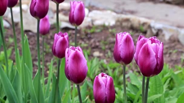 Gyönyörű Tavaszi Lila Virágok Kert Tulipánok — Stock videók
