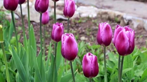 Hermosa Primavera Púrpura Flores Jardín Tulipanes — Vídeos de Stock