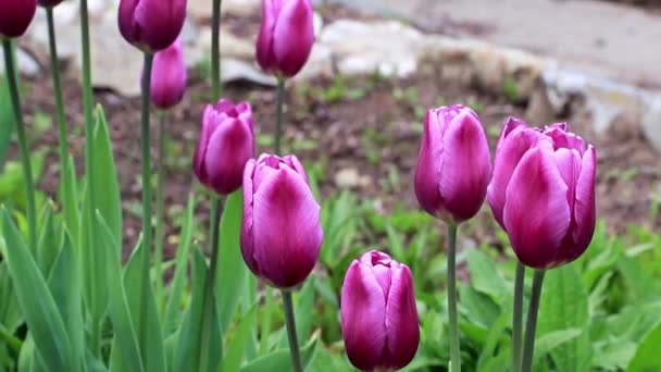 Όμορφη Άνοιξη Μωβ Λουλούδια Κήπος Τουλίπες — Αρχείο Βίντεο