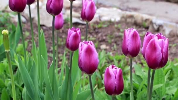 Frumos Primăvară Flori Violet Gradina Lalele — Videoclip de stoc