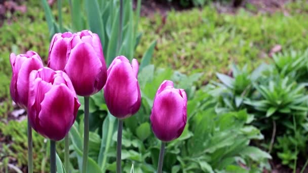 překrásné jarní purpurové květiny zahradní tulipány