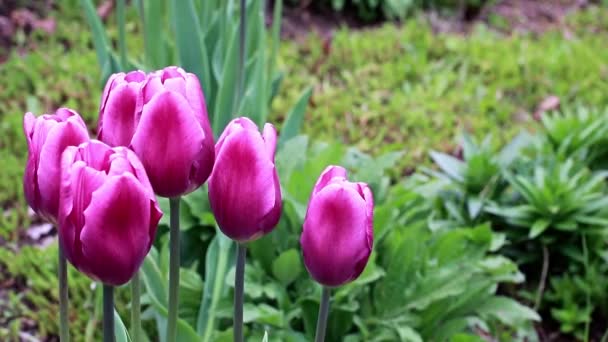 Hermosa Primavera Púrpura Flores Jardín Tulipanes — Vídeo de stock