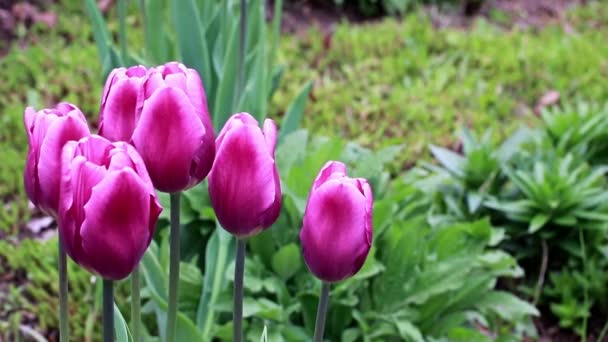 Belle Printemps Violet Fleurs Jardin Tulipes — Video