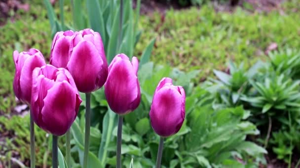 Hermosa Primavera Púrpura Flores Jardín Tulipanes — Vídeo de stock