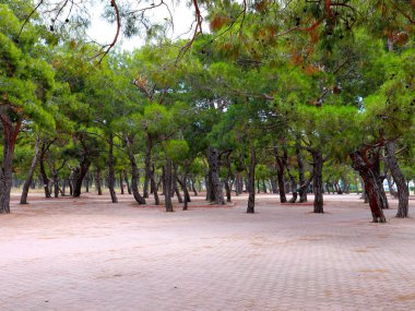 güzel yeşil ağaçlar ve kaldırım parkı rekreasyon alanı
