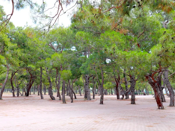 Bellissimi Alberi Verdi Area Ricreativa Del Parco Pavimentale — Foto Stock