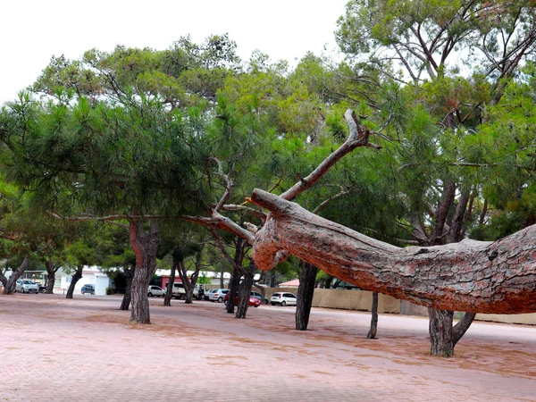 Bellissimi Alberi Verdi Area Ricreativa Del Parco Pavimentale — Foto Stock