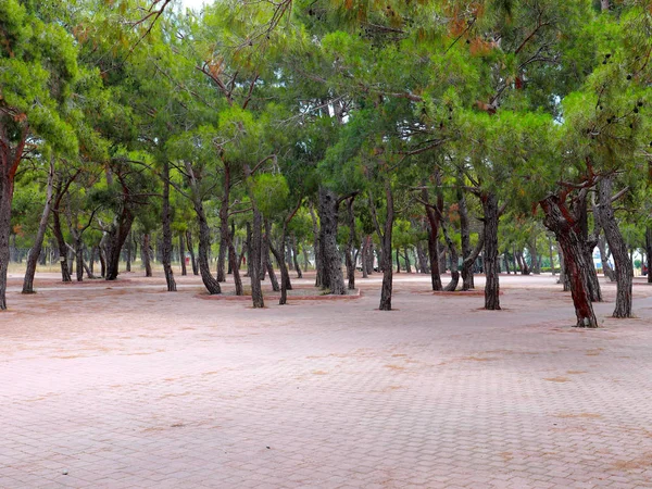 Beautiful Green Trees Pavement Park Recreation Area — Stock Photo, Image