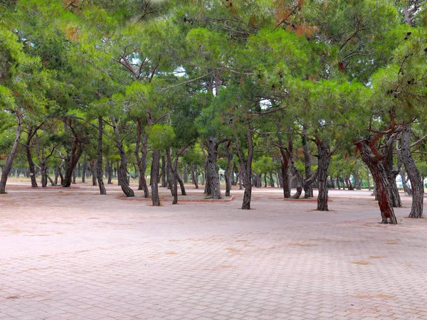 Красивые Зеленые Деревья Зона Отдыха Тротуарного Парка — стоковое фото