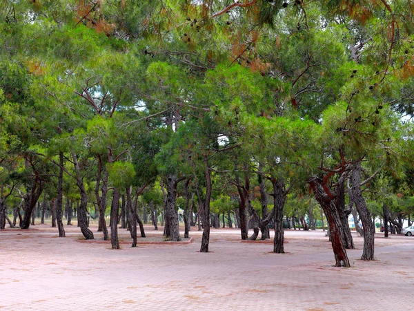 Красивые Зеленые Деревья Зона Отдыха Тротуарного Парка — стоковое фото