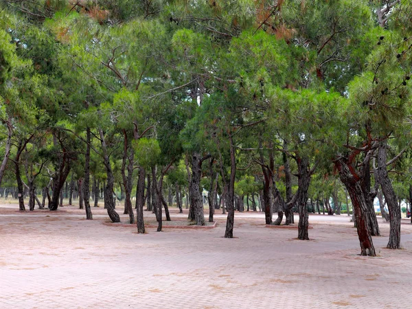 Bellissimi Alberi Verdi Area Ricreativa Del Parco Pavimentale — Foto Stock