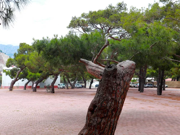 Güzel Yeşil Ağaçlar Kaldırım Parkı Rekreasyon Alanı — Stok fotoğraf