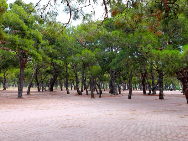 Prachtige Groene Bomen Het Recreatiegebied Van Stoep Park — Stockfoto