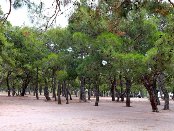 Beautiful Green Trees Pavement Park Recreation Area — Stock Photo, Image