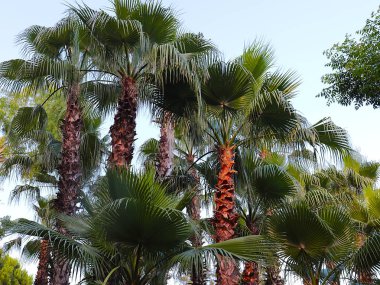 bir şehir parkında parlak büyük palmiye yaprakları