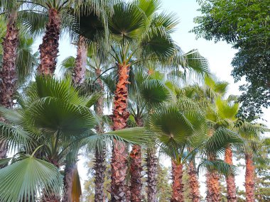 bir şehir parkında parlak büyük palmiye yaprakları