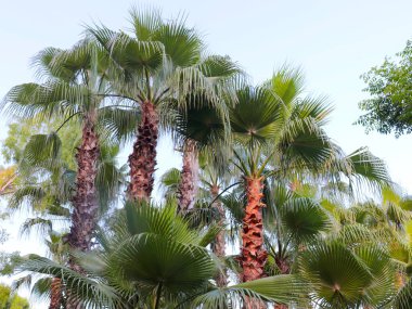 bir şehir parkında parlak büyük palmiye yaprakları