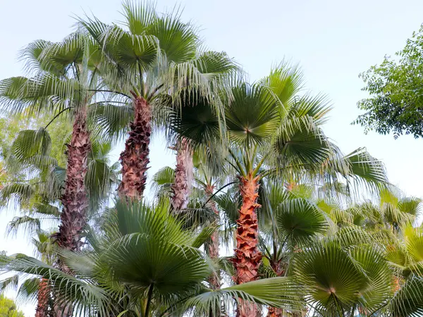 Folhas Palmeira Grandes Brilhantes Parque Cidade — Fotografia de Stock