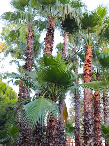 bright big palm leaves in a city park
