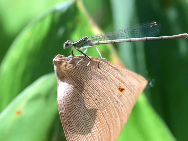 Little Dragonfly Sits Green Leaf Lily Valley — Stock Photo, Image