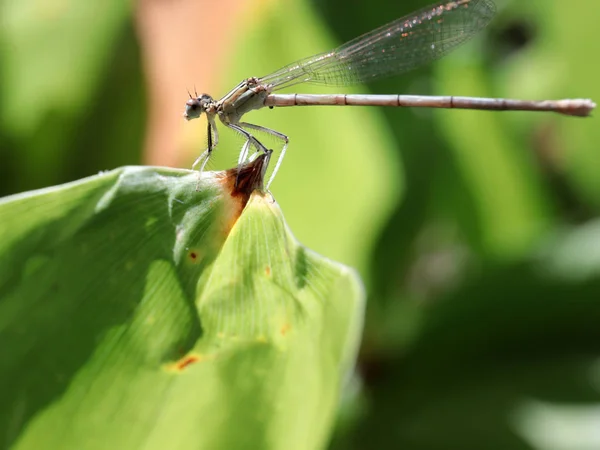 Little Dragonfly Sits Green Leaf Lily Valley — Stock Photo, Image