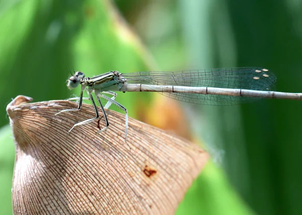 Little Dragonfly Sits Green Leaf Lily Valley — Stock Photo, Image