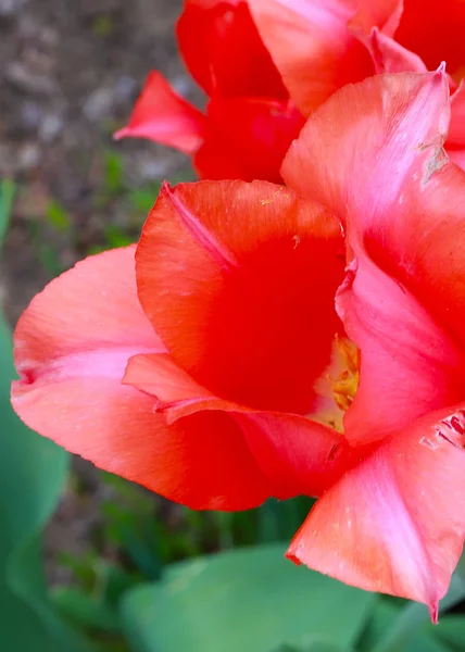 Beautiful Bright Scarlet Tulip Green Grass — Stock Photo, Image