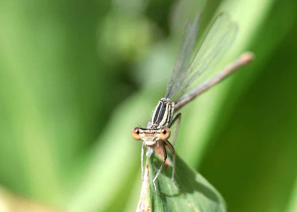 Little Dragonfly Sits Green Leaf Lily Valley — Stock Photo, Image