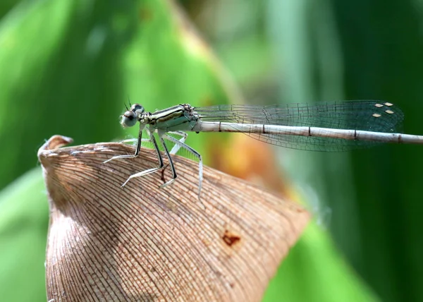 Little Dragonfly Sits Green Leaf Lily Valley — Stock Photo, Image