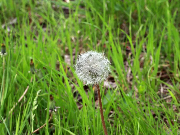 Beautiful Field Dandelion Green Grass — Stock Photo, Image