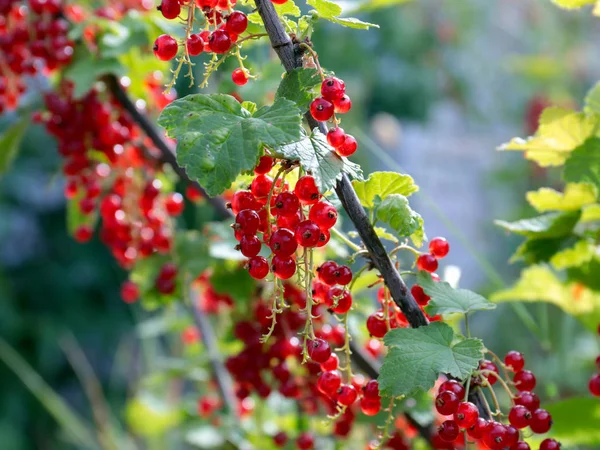 Ripe Berries Bush Garden Red Currant — Stock Photo, Image