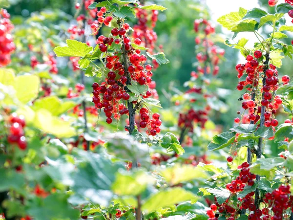 Ripe Berries Bush Garden Red Currant — Stock Photo, Image