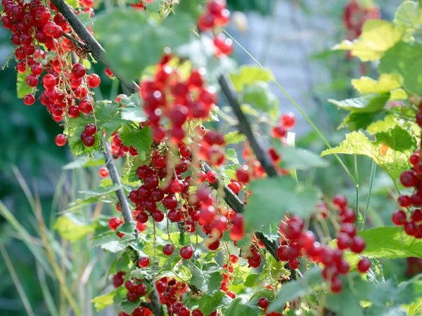 Rijpe Bessen Van Een Bush Tuin Rode Bes — Stockfoto