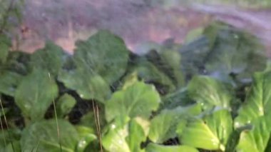 bitkinin yapraklarına şiddetli bir berrak su akışı düşüyor