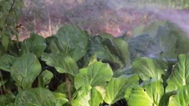 bitkinin yapraklarına şiddetli bir berrak su akışı düşüyor